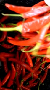 Trichoderma Fungisida Alami Penyakit Jamur Akar Putih & Layu Fusarium