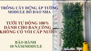 Chậu Trồng cây ban công Module nhập khẩu Châu Âu (1m2 gồm 8 module + 1 khay hứng nước) Kèm hệ thống tưới nhỏ giọt. Với 1 module trồng được 3 hóc cây. Thích hợp cho cả trồng rau sạch đứng
