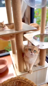 Cat Climbing Frame Cat Condo Cat Tree House All Solid Wood Four Seasons Frame Spaceship Cat Scratching Board Cat Toy