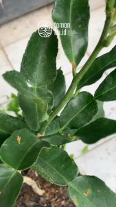 Bibit Jeruk Purut & Tanaman Buah Jeruk Purut