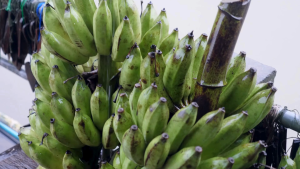 กล้วยดิบผง ผงกล้วยดิบ Banana Powder กล้วยดิบ มาตรฐาน อย. ตรา กอเงินฟาร์ม