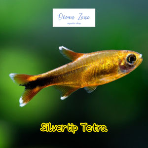 【Ocean Zone】Silvertip Tetra - 5pcs / 10pcs (Live Fish with DOA)