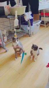 11pcs Replacement Cat Feather Toy Set Feather Replacement Head Retractable Cat Stick Cat Products
