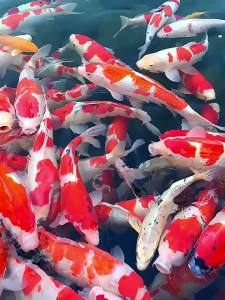 BESSN | Premium High-Protein Formula Koi Fish Food with Spirulina for Color Enhancement and Clear Water