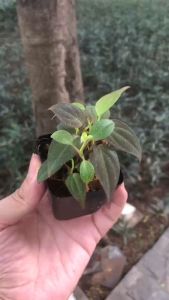 Trầu Bà Micans mini còn gọi là trầu bà lá nhung giống Philodendron Micans