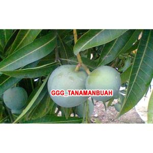 Bibit Mangga Apel Unggul cepat berbuah