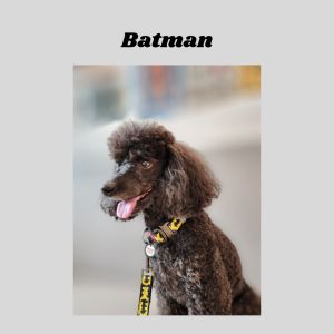 WAUDOG Nylon Dog Leash | DC Comics Superhero Designs | Soft Nylon for Small to Large Dogs 1.22m