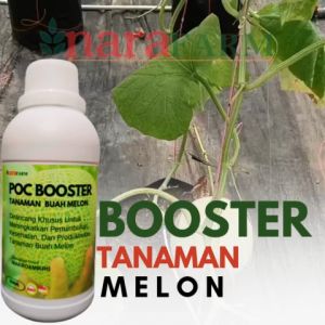 Pupuk Organik & Nutrisi Buah Melon