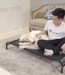 เตียงสัตว์เลี้ยง เตียงสุนัข ที่นอนสุนัข แบบยกสูง ผ้าตาข่ายเสริม ที่นอนหมา เตียงระบายอากาศ อุปกรณ์สัตว์เลี้ยง คอกสุนัข