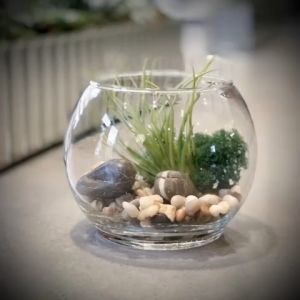 Hồ Cá Thuỷ Tinh Tròn Bầu 10 x 8 Cm Tặng Kèm Sỏi Và Rong Trang Trí T07