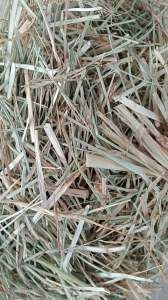 1kg cây cỏ mần trầu sấy khô