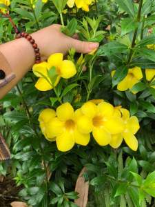 Cây hoa hoàng anh bông vàng