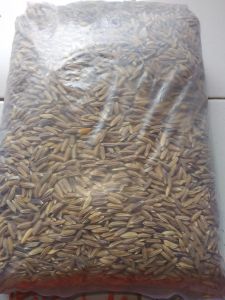 benih padi beras ketan hitam 500 grm per bungkus
