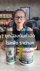 กล้วย ใบไหม้ ใบจุด ตายพราย รากเน่า โรคพืชที่เกิดจากเชื้อรา กำจัดด้วยแพนน่อน และ FK-T ใช้ได้กับทุกพืช