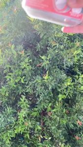 Surya Senter Cas Kepala Super Terang / Headlamp Outdoor LED Waterproof - SYH L155L - BONUS Bohlam