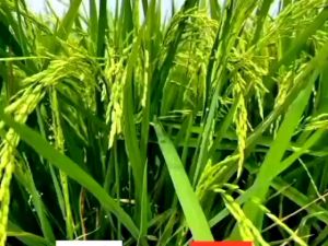 Pupuk Hanamaru Generatif 500ml: Solusi Optimal untuk Tanaman