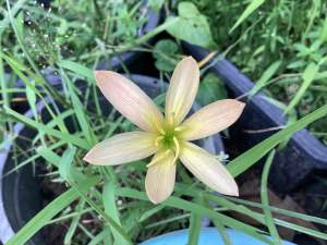 ผ.หัวดอกบัวดิน Grandjack หัวละ 10 บาท