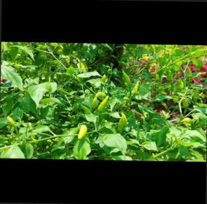 WILD SILING LABUYO SEED`S native sili