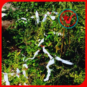 Set 5 chim mô hình dành cho tiểu cảnh sân vườn trang trí nhà cửa