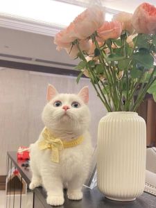 Cat Scarf Collar Bow Tie Decoration Kitten Collar Bell Bows Dog Saliva Towel Pet Cute British Shorthair