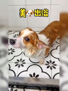 ผ้าขนหนูสัตว์เลี้ยง ผ้าเช็ดตัวสุนัข ผ้าไมโครไฟเบอร์ ผ้าเช็ดตัวแมว ผ้าทำความสะอาด เช็ดแห้งเร็ว ผ้าเนื้อนุ่ม ซึมซับน้ำได้ด