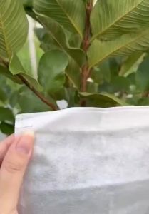 ถุงผ้าห่อผลไม้ (มัดละ 100 ใบ) ห่อฝรั่ง น้อยหน่า ชมพู่ มะม่วง มะปราง อะโวคาโด ป้องกันแมลง ถุงผ้าสปันบอนด์ ใช้ซ้ำได้