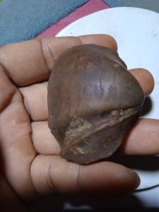 fosil kerang air tawar