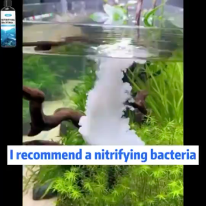 nitrifying bacteria for aquarium 300ml nitrifying bacteria