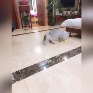 Đồ chơi banh lục lạc cho Chó Mèo Chim Vẹt - Love Pets Shop