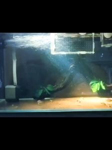 พัดลมทำคลื่นตู้ปลา HiDom รุ่น WM-401 1หัว/WM-402 2หัว/WM-404 4 หัวให้น้ำเกิดการหมุนเวียนของน้ำ