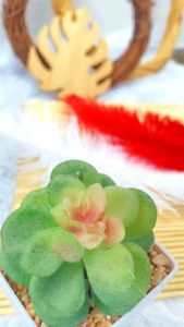 Bulu Kemucing & Ostrich Hair Piece: Dekorasi Rambut Fashion untuk Pernikahan & Pesta