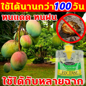 100000 กิโลเมตรไม่มีแมลงวัน สารล่อแมลงวันทอง นำเข้า สารล่อแมลงทอง สวนผลไม้ก็ใช้อยู่ ยากำจัดแมลงวันทอง จับได้ครั้งละ 4KG ที่ดักแมลงวันทอง มีสารดึงดูดในตัว สารล่อแมลงวันทองตัวเมีย สารล่อแมลงวันทอง เข้มข้นสุด ดึงดูดแมลงวัน100% สารล่อแมลงวันทองตัวเมีย