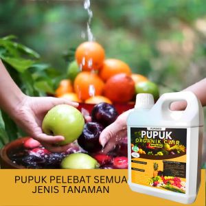 Pupuk Booster Alpukat Durian Buah Naga Mangga dan Kelengkeng: Pelebat Buah Cepat Besar & Lebat