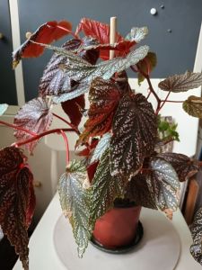 Polka Dot Begonia (air purifying)