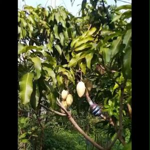 Bibit Tanaman Mangga Namdokmai Super