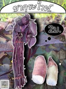 มันหวานญี่ปุ่น (ซากุระไวท์ 50ยอด)