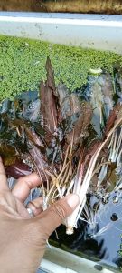 Cryptocoryne Wendtii Brown Aquatic Plant