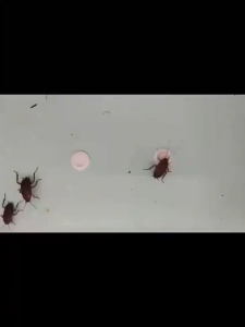 【100% kills cockroaches】cockroaches killer bait 1 box/20 tablets Cockroach Killer Gel Bait Infection and death Kill cockroaches continuously The whole family died Eco-Friendly Convenient to use and clean cockroaches killer ubat lipas cockroach bait 蟑螂诱杀胶饵
