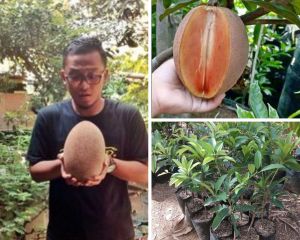 PROMO TERMURAH BIBIT SAWO JUMBO MANIS CEPAT BERBUAH