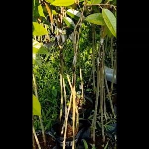 BIBIT DURIAN MUSANG KING KAKI 3 CEPAT BERBUAH Spesial