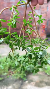 Daun Krokot Segar / Rumput Gelang Segar Tanpa Akar Langsung Dipetik Saat Order Masuk