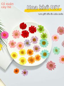 DIY Pressed Flower Kit Dried Leaves and Flowers Materials