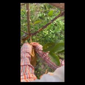 ถุงห่อผลไม้ ถุงห่อฝรั่ง กระดาษห่อฝรั่ง ถุงห่อมะม่วง 2 ชั้น กันน้ำ กันแมลงและนก แข็งแรงทนทาน คาร์บอนขนาด เหนียว กันเเดด กันฝน กันแมลงและนก แข็งแรงทนทาน ได้เป็นอย่างดี ถุงคาร์บอน ทีเอบี ป้องกันแมลงวันทอง ช่วยให้ผลไม้มีสีและผิวส