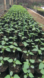 Benih Pepaya California IPB-9 / Calina Argo Tunas ORI