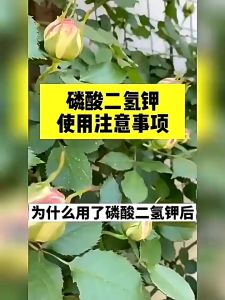硫酸亚铁缓释片 Ferrous sulfate sustained-release tablets Slow-release fertilizer Tablet baja pelepasan lambat ferus sulfat