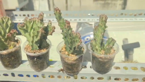 HCM - Xương rồng vạn lsy trường thánh size chậu nhỏ cây khỏe