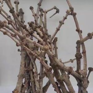 กิ่งกาฝาก กิ่งกาฝากต้นตะคร้ำ ความยาว 30 เซนติเมตร (2 กิ่ง)