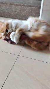 Đồ chơi cá sọc nhồi bông kèm cỏ catnip cho Chó Mèo (mẫu mới) - Hara Pet Store
