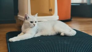 🔥แผ่นรองทรายแมว แผ่นดักทรายแมว พรม 2 ชั้น ล้างน้ำได้ เททรายออกได้ ช่วยดัก ทรายแมว ที่ดักทรายแมว พรมดักทรายแมว ดักทรายแมว