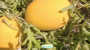 Benih Semangka Golden Kuning INDEN F1 Cap Bintang Asia Isi 1 Gram